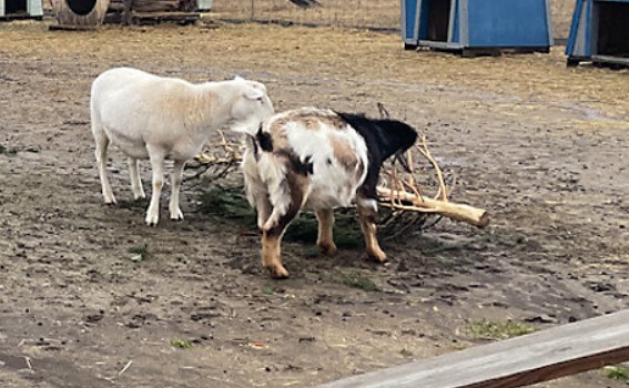 Goats munch on a Christmas tree at a non-profit farm in Westfield