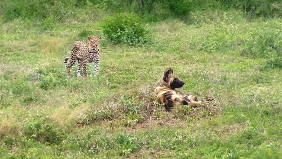Leopard tries to hunt wild dogs
