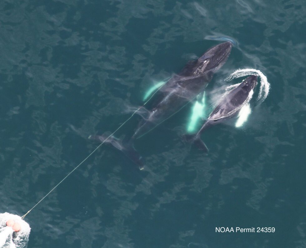 VIDEO: Humpback whale entangled in fishing gear with calf rescued off coast of Boston