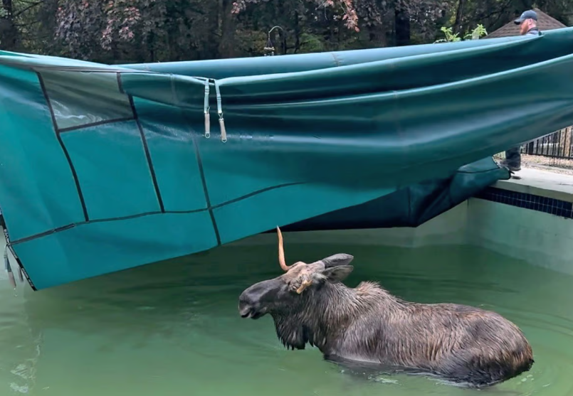 Video: Moose rescued from backyard pool by Bedford first responders