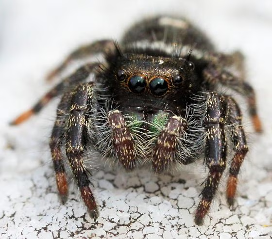 MassWildlife unveils guide to backyard spiders: a Halloween treat without the tricks