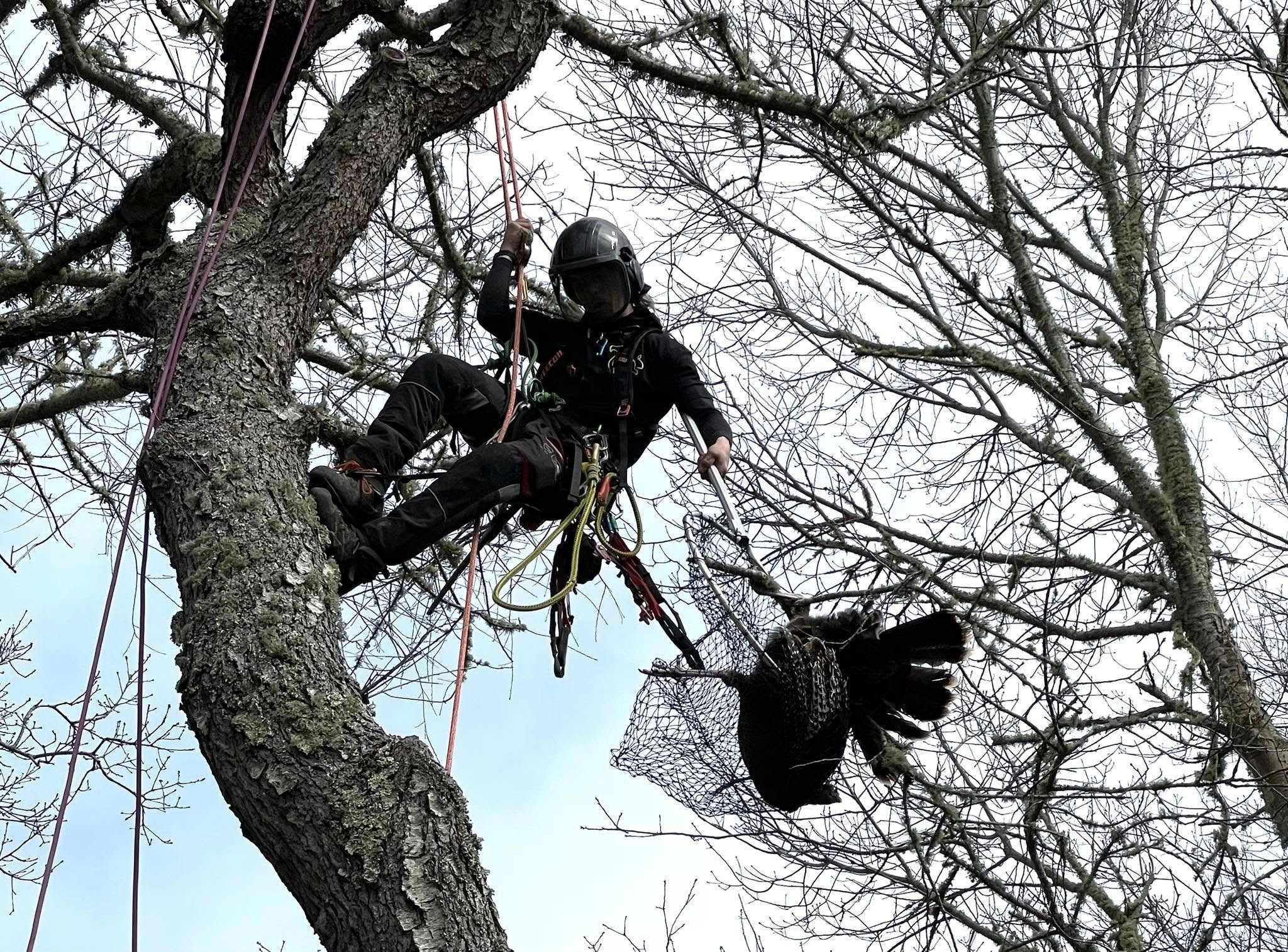 Arborist rescues turkey trapped 30 feet up in tree in Brewster
