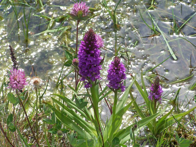 Mass. Department of Conservation is giving away free native plant kits in honor of “Growing Wild Day”