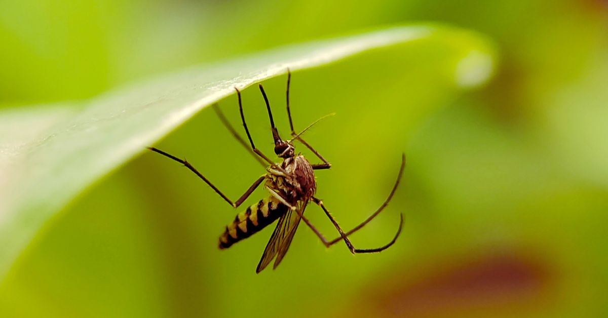 Close-up of a mosquito clinging to the underside of a green leaf, with a blurred green background.