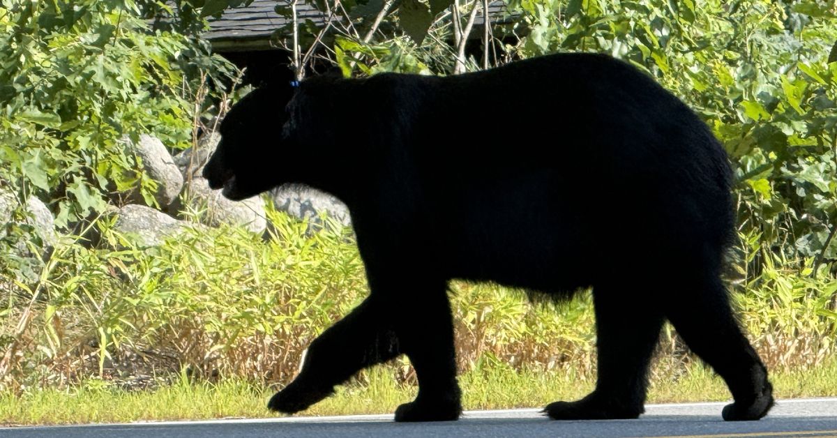 Untitled design 2025 08 11T080756.526