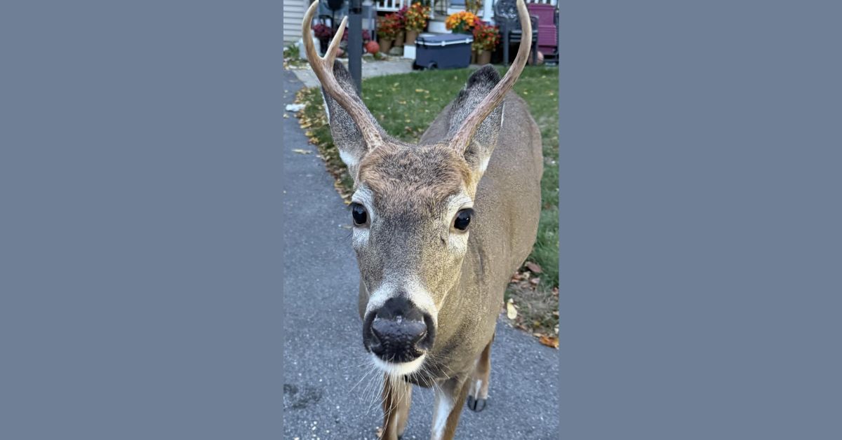Oxford police warn residents to steer clear of fearless bucks during rutting season