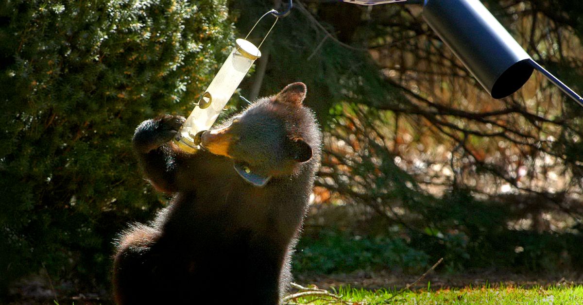 MassWildlife urges residents to remove bird feeders as black bears search for food