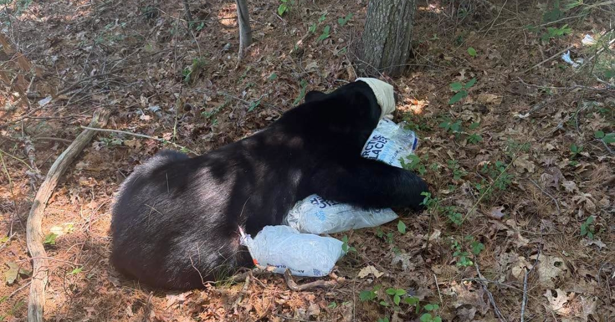 Bear in Bourne Feature image