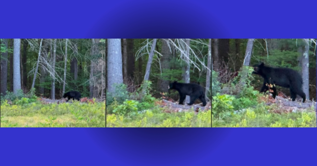 Large black bear spotted crossing Front Street in Shirley
