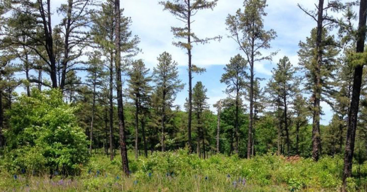 masswildlife feature