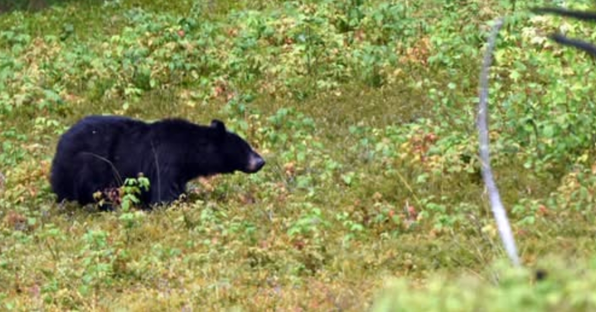 Black Bear Feature Image
